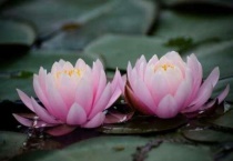 睡莲利用什么传播种子