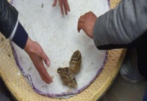 怎样的鹌鹑斗架凶 关于斗鹌鹑的介绍