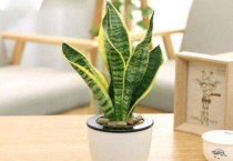 虎尾兰和虎皮兰的区别？