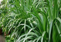 荷兰铁和龙血树的区别？