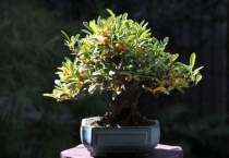 金豆下山桩多久生根