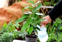 树浇了牛奶怎么办？