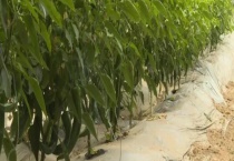 农作物越冬方法大全 具体怎样实施