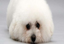 比熊犬和泰迪犬的区别？ 体型、尾巴、耳朵、骨量、嘴巴的区别？