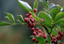 花椒扦插多久？