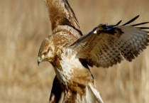 鹰是不是保护动物 鹰有什么生活习性