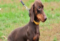 腊肠狗的原产地 附其形态特征