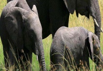 大象的生活习性 附形态特征