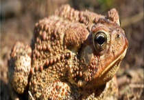 蛇吃蟾蜍吗？蟾蜍的天敌是什么？