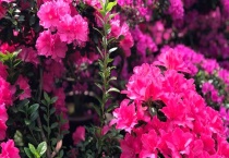 杜鹃下山桩几月份容易栽活