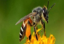 蜜蜂采蜜的过程 不同的蜂种分工协作
