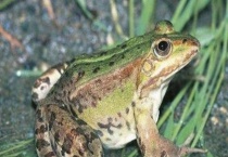 青蛙和蟾蜍的区别？