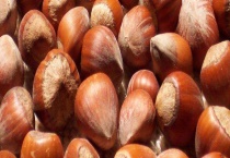 榛子产地是哪里 附榛子的生长特性