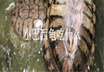 小巴西龟吃什么？