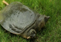 甲鱼是否属于野味 甲鱼的身上携带有病毒吗？