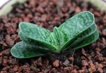 多肉元宝和子宝区别？