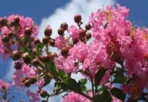 十二个月的花季分别是什么花