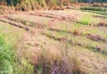 农田抛荒的性质