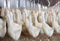 鸭疫里默氏杆菌病防治 鸭疫里默氏杆菌病的药物防治