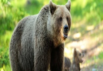 熊属于什么科动物 熊分布在哪里