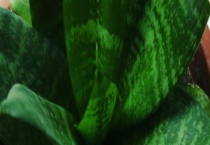 长寿花叶子变软怎么办 以及变软原因？