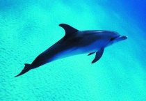 海豚是鱼类吗？为什么？