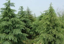 雪松叶是细长的吗？