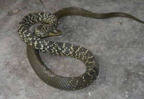 大王蛇会吃眼镜王蛇吗？