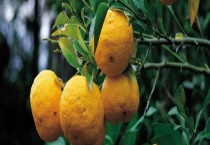 香橼能不能生吃 有什么功效和作用