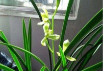 铁骨素兰花是什么品种