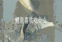 鲤鱼喜欢吃什么？