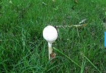 菌类属于植物吗？