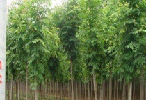 国槐产地在哪里 附产地环境和药用价值