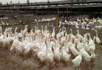 鹅舍的建设规划 鹅舍的场地怎么选址