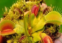 食虫草怎么闷养