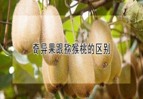 奇异果跟猕猴桃的区别？