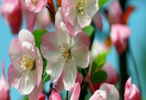 西府海棠是常绿还是落叶植物 附西府海棠的价值