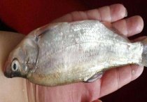 翘嘴红鲌的生活习性及特点 主要的分布地区在哪里