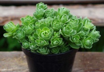 多肉玫瑰开花怎么多久？