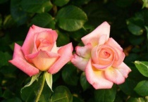 月季花叶子被虫子吃了用什么药