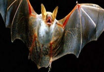 蝙蝠是哺乳动物吗？蝙蝠吃什么食物