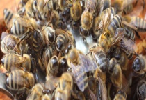 中蜂怎么合群容易接受 附注意事项