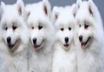 狗狗通常能活几年 养哪种狗比较好