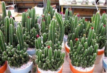 万重山开花吗？