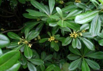 植物有痛觉吗？