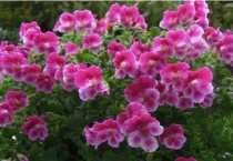 蝴蝶梅为什么光长叶子不开花