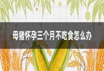 母猪怀孕三个月不吃食怎么办？