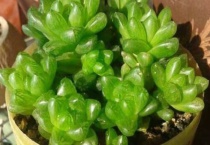 玉露不长根怎么办？