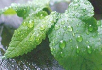 鱼香菜与薄荷的区别？