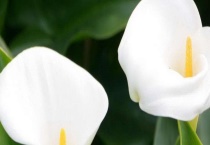 海芋叶子黄了怎么办？